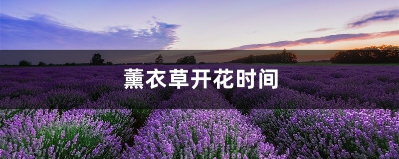 薰衣草开花时间 薰衣草开花时间