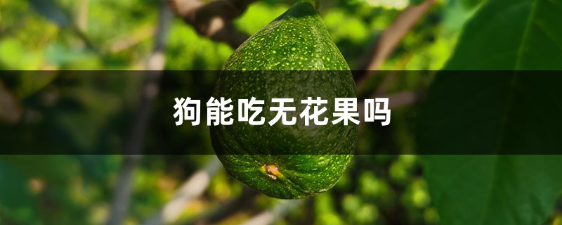 狗能吃无花果吗 狗能吃无花果吗