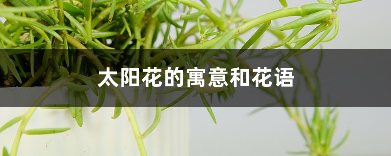 太阳花的寓意和花语 太阳花的寓意和花语