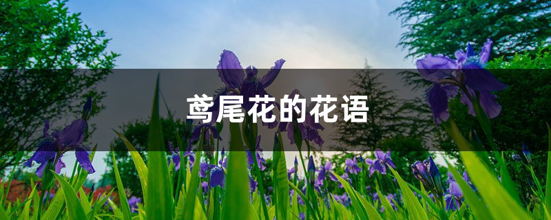 鸢尾花的花语 鸢尾花的花语