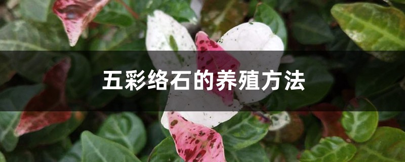 五彩络石的养殖方法 五彩络石的养殖方法