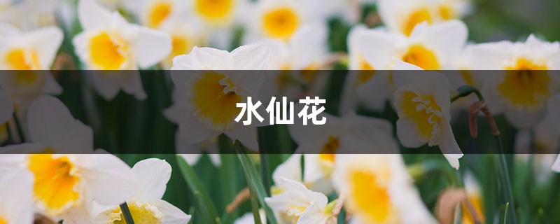 “水仙花”还能定时开花?你没看错,泡在水里就行 “水仙花”还能定时开花?你没看错,泡在水里就行