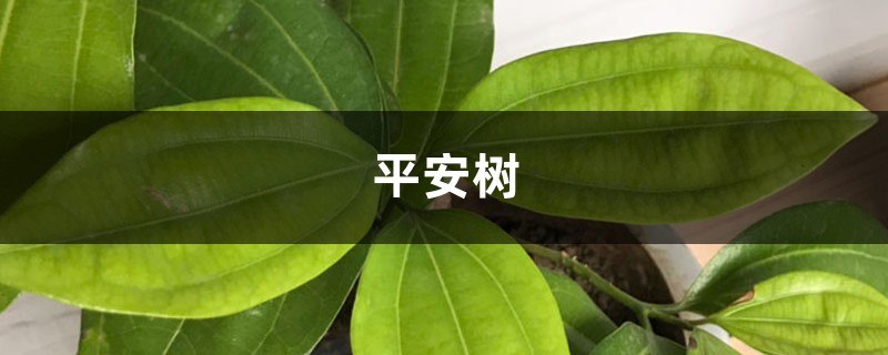 平安树的叶子“皱巴巴”,4个小方法,帮它恢复往日生机! 平安树的叶子“皱巴巴”,4个小方法,帮它恢复往日生机!