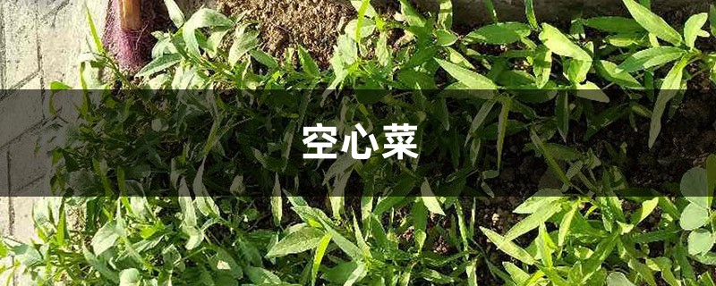 家里养盆“空心菜”,营养丰富好处多,关键是好养 家里养盆“空心菜”,营养丰富好处多,关键是好养