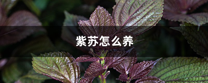 紫苏怎么养 紫苏怎么养