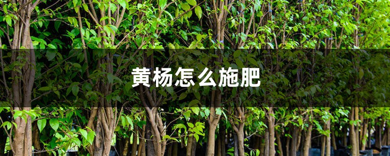 黄杨怎么施肥 黄杨怎么施肥