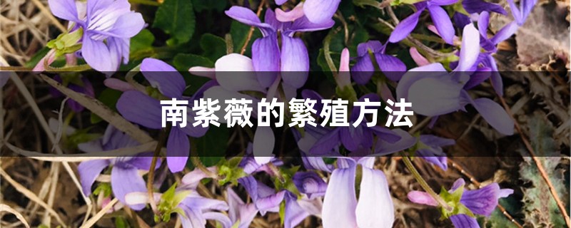 南紫薇的繁殖方法 南紫薇的繁殖方法