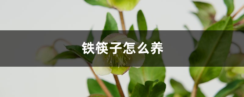铁筷子怎么养 铁筷子怎么养