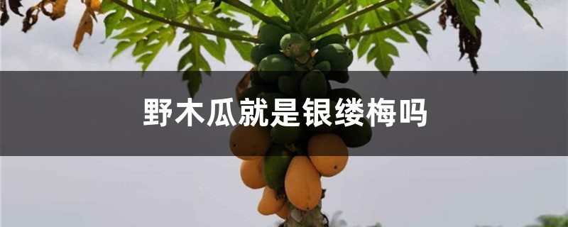野木瓜就是银缕梅吗 野木瓜就是银缕梅吗
