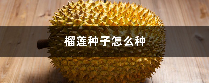 榴莲种子怎么种 榴莲种子怎么种