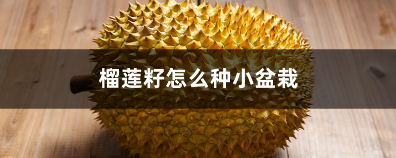 榴莲籽怎么种小盆栽 榴莲籽怎么种小盆栽