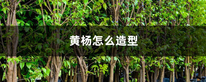 黄杨怎么造型 黄杨怎么造型