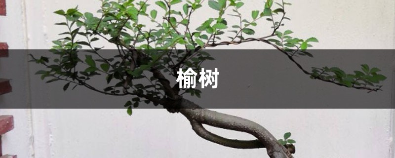 冬天把“榆树”养在院子里,只要阳光好,不用管也能活 冬天把“榆树”养在院子里,只要阳光好,不用管也能活