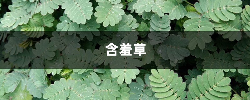“含羞草”一碰就害羞,有趣的很,行家告诉你:别随便乱摸,叶子有毒 “含羞草”一碰就害羞,有趣的很,行家告诉你:别随便乱摸,叶子有毒