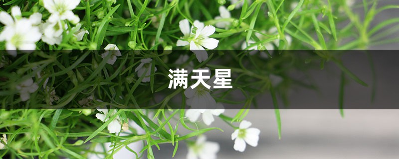 “满天星”做成干花后,简直美翻天!简单又实用,赶紧试试 “满天星”做成干花后,简直美翻天!简单又实用,赶紧试试