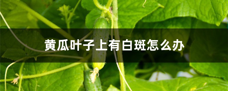 黄瓜叶子上有白斑怎么办 黄瓜叶子上有白斑怎么办