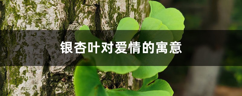 银杏叶对爱情的寓意 银杏叶对爱情的寓意