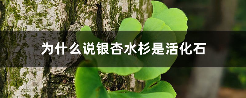 为什么说银杏水杉是活化石 为什么说银杏水杉是活化石
