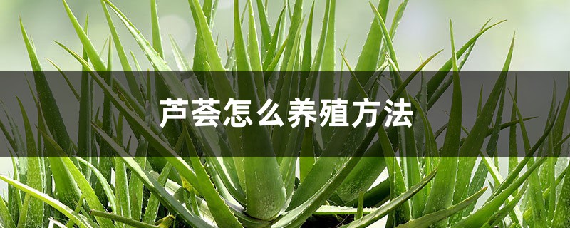 芦荟怎么养殖方法 芦荟怎么养殖方法