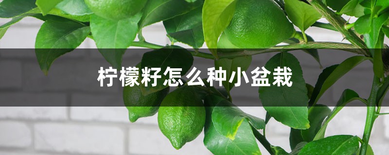 柠檬籽怎么种小盆栽 柠檬籽怎么种小盆栽