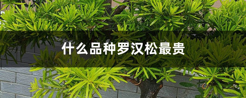 什么品种罗汉松最贵 什么品种罗汉松最贵