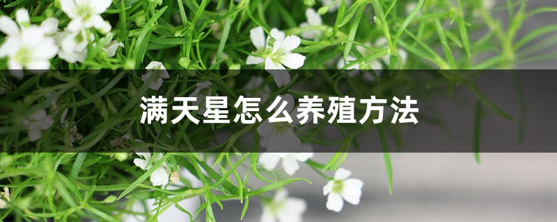 满天星怎么养殖方法 满天星怎么养殖方法