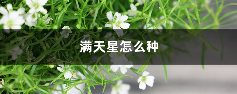 满天星怎么种 满天星怎么种