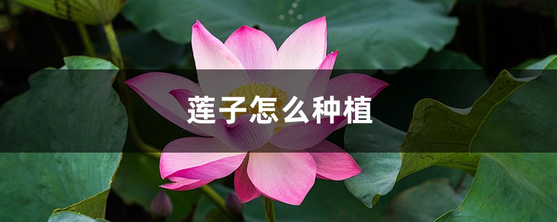莲子怎么种植 莲子怎么种植