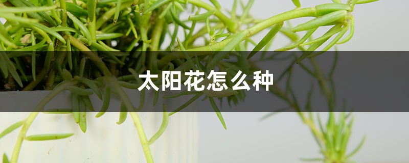 太阳花怎么种 太阳花怎么种