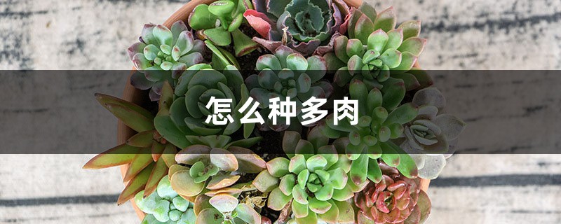 怎么种多肉 怎么种多肉