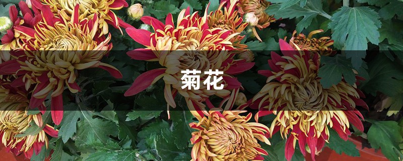 “菊花”真好养,集市上买回一盆,不用施肥就能活 “菊花”真好养,集市上买回一盆,不用施肥就能活