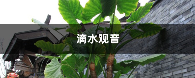把“芋头”扔水里,3个月长成大盆栽,长得堪比“滴水观音” 把“芋头”扔水里,3个月长成大盆栽,长得堪比“滴水观音”