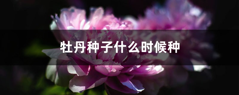 牡丹种子什么时候种 牡丹种子什么时候种