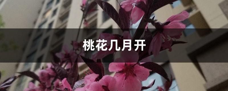 桃花几月开 桃花几月开