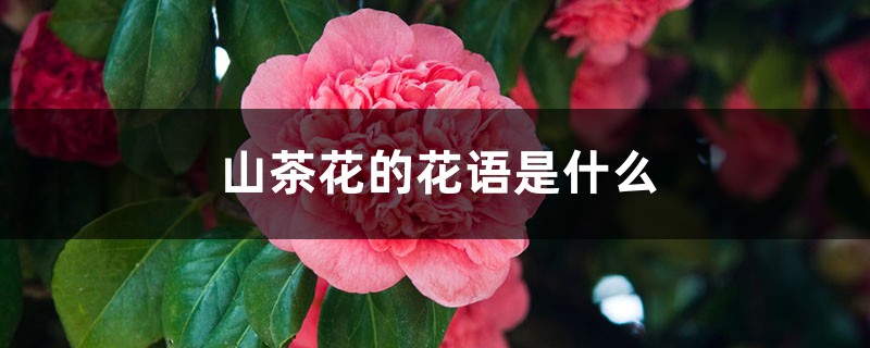 山茶花的花语是什么 山茶花的花语是什么