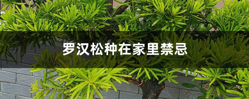 罗汉松种在家里禁忌 罗汉松种在家里禁忌