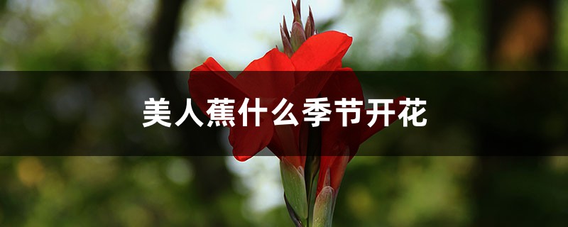 美人蕉什么季节开花 美人蕉什么季节开花