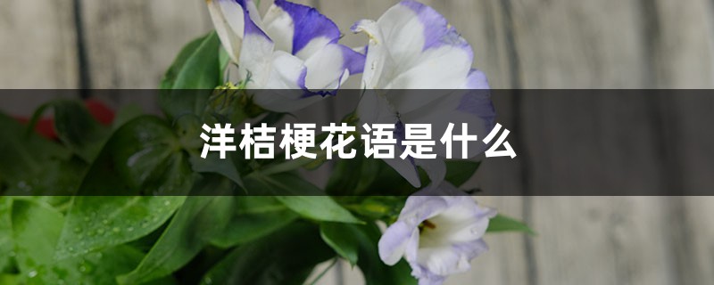 洋桔梗花语是什么 洋桔梗花语是什么
