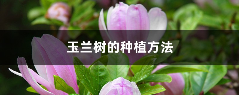 玉兰树的种植方法 玉兰树的种植方法