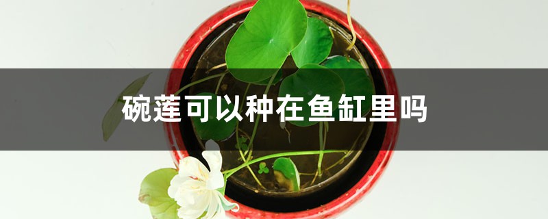 碗莲可以种在鱼缸里吗 碗莲可以种在鱼缸里吗