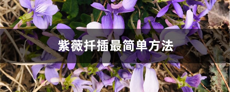 紫薇扦插最简单方法 紫薇扦插最简单方法