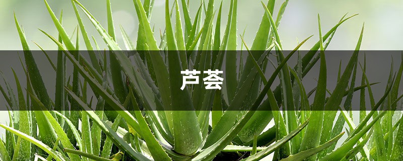 “芦荟”叶子到底能不能擦脸?你想问的,答案都在这里了 “芦荟”叶子到底能不能擦脸?你想问的,答案都在这里了