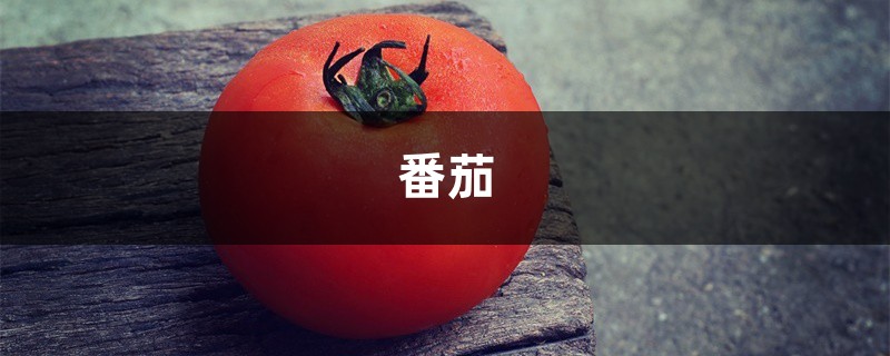 买回家的“西红柿”真难吃!妈妈教了我“3招”,太实用了 买回家的“西红柿”真难吃!妈妈教了我“3招”,太实用了