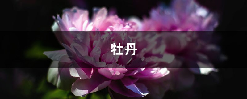 芍药牡丹,1粒种子就能种出来,开花比脸大! 芍药牡丹,1粒种子就能种出来,开花比脸大!