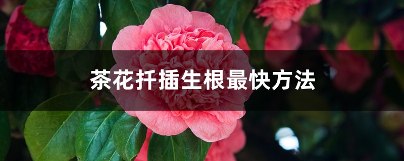 茶花扦插生根最快方法 茶花扦插生根最快方法