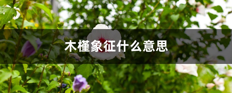 木槿象征什么意思 木槿象征什么意思