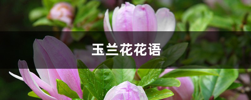 玉兰花花语 玉兰花花语