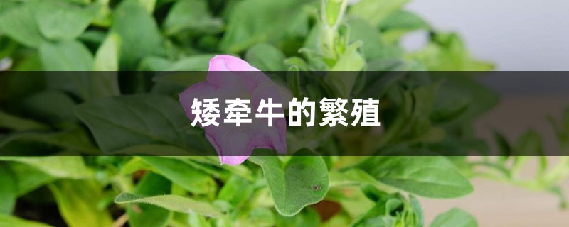 矮牵牛的繁殖 矮牵牛的繁殖