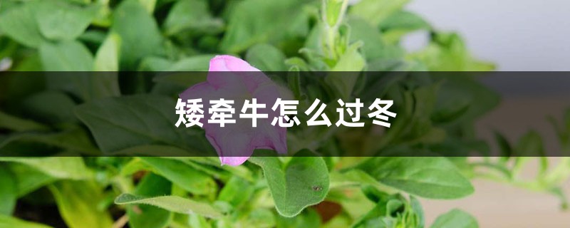 矮牵牛怎么过冬 矮牵牛怎么过冬