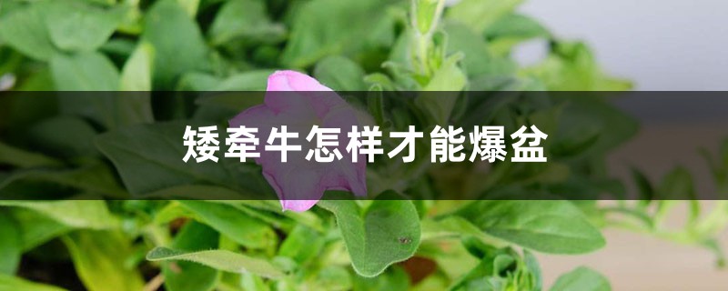 矮牵牛怎样才能爆盆 矮牵牛怎样才能爆盆